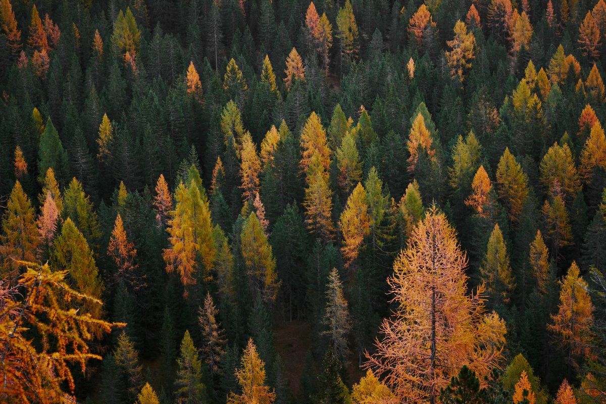 the fall collection