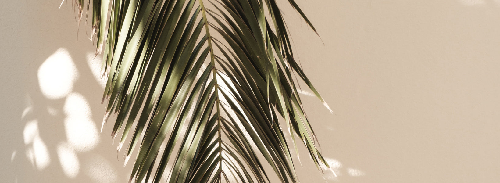 the palm