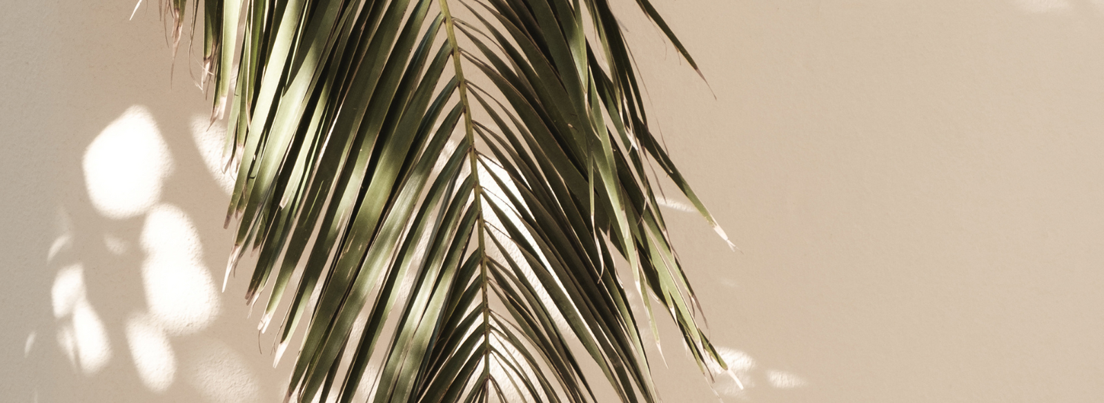the palm
