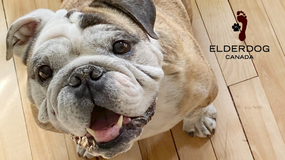 Oct-Nov 2021 Charity Support | Elder Dog Canada